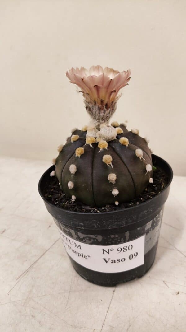 ASTROPHYTUM ASTERIAS “Purple AKABANA”  Nº 980 – vaso 09 - Imagem 7