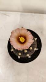 ASTROPHYTUM ASTERIAS “Purple AKABANA”  Nº 980 – vaso 09