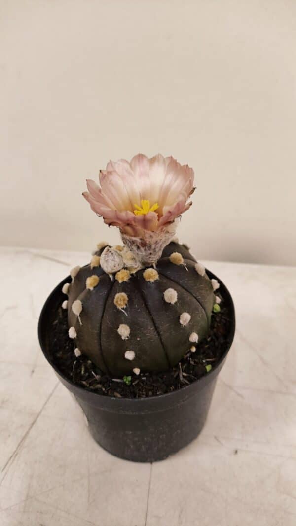 ASTROPHYTUM ASTERIAS “Purple AKABANA”  Nº 980 – vaso 09 - Imagem 6