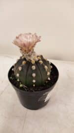 ASTROPHYTUM ASTERIAS “Purple AKABANA”  Nº 980 – vaso 09 - Imagem 5
