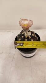 ASTROPHYTUM ASTERIAS “Purple AKABANA”  Nº 980 – vaso 09 - Imagem 4
