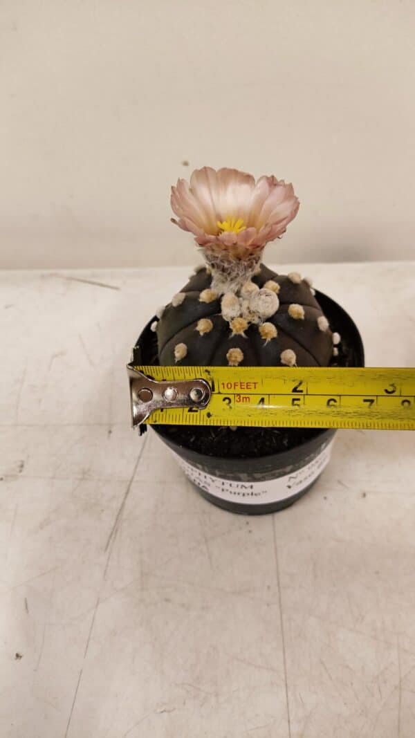 ASTROPHYTUM ASTERIAS “Purple AKABANA”  Nº 980 – vaso 09 - Imagem 4