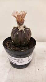 ASTROPHYTUM ASTERIAS “Purple AKABANA”  Nº 981 – vaso 09 - Imagem 2