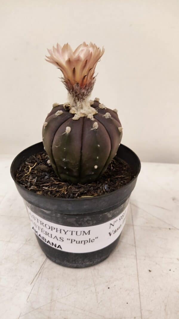 ASTROPHYTUM ASTERIAS “Purple AKABANA”  Nº 981 – vaso 09 - Imagem 2