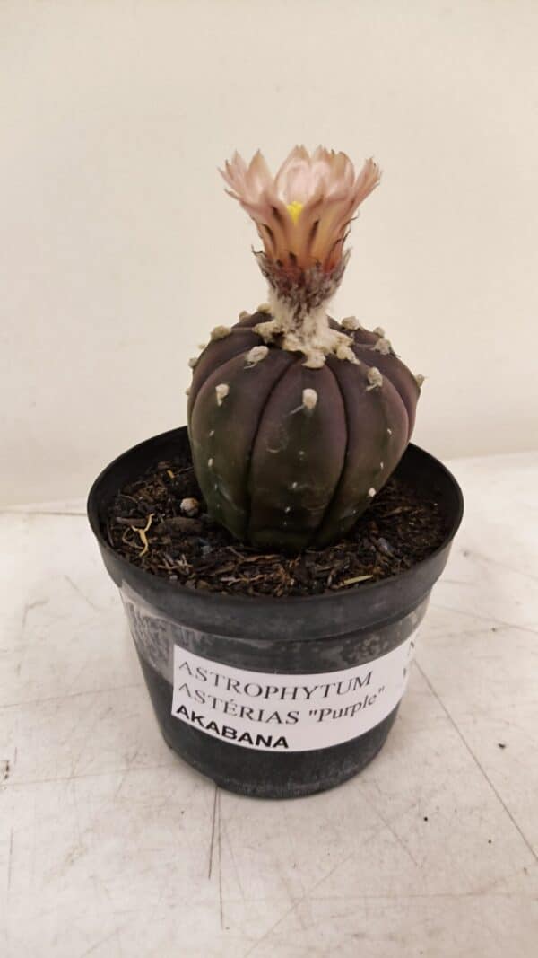 ASTROPHYTUM ASTERIAS “Purple AKABANA”  Nº 981 – vaso 09 - Imagem 6