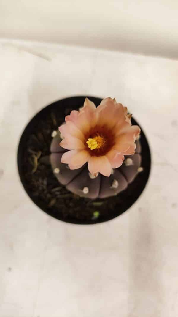 ASTROPHYTUM ASTERIAS “Purple AKABANA”  Nº 981 – vaso 09 - Imagem 1