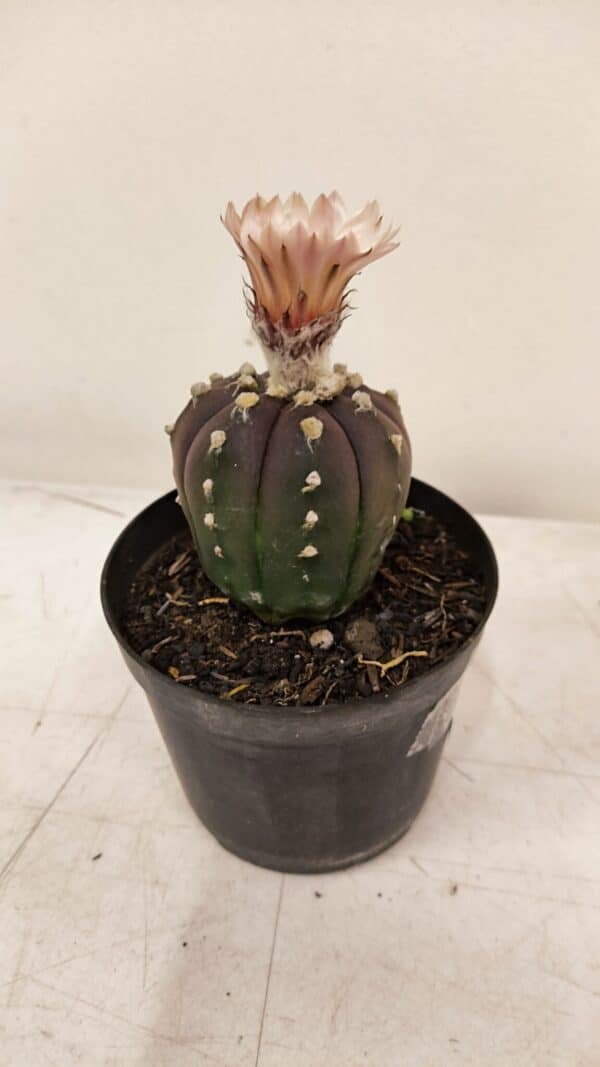 ASTROPHYTUM ASTERIAS “Purple AKABANA”  Nº 981 – vaso 09 - Imagem 7