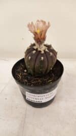ASTROPHYTUM ASTERIAS “Purple AKABANA”  Nº 981 – vaso 09 - Imagem 5