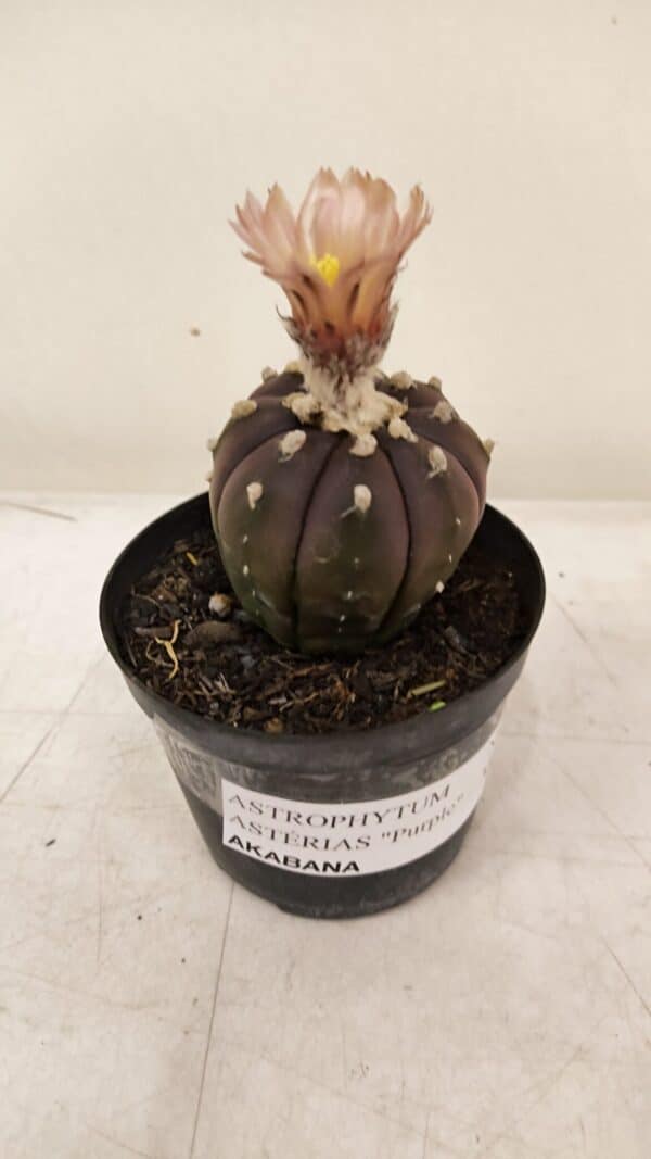 ASTROPHYTUM ASTERIAS “Purple AKABANA”  Nº 981 – vaso 09 - Imagem 5