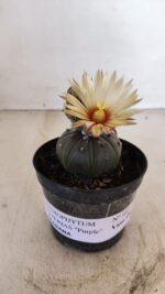 ASTROPHYTUM ASTERIAS “Purple AKABANA”  Nº 982 – vaso 09 - Imagem 2