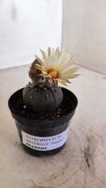 ASTROPHYTUM ASTERIAS “Purple AKABANA”  Nº 982 – vaso 09 - Imagem 7