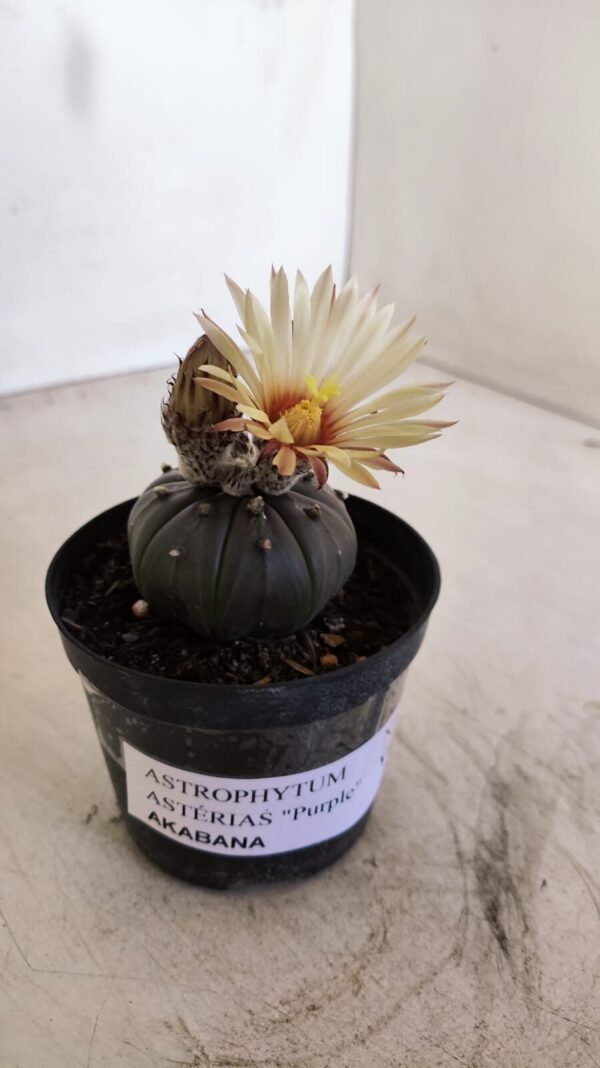 ASTROPHYTUM ASTERIAS “Purple AKABANA”  Nº 982 – vaso 09 - Imagem 7