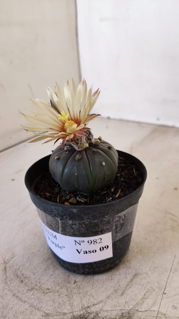 ASTROPHYTUM ASTERIAS “Purple AKABANA”  Nº 982 – vaso 09 - Imagem 5