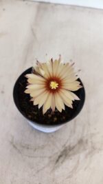ASTROPHYTUM ASTERIAS “Purple AKABANA”  Nº 982 – vaso 09 - Imagem 3
