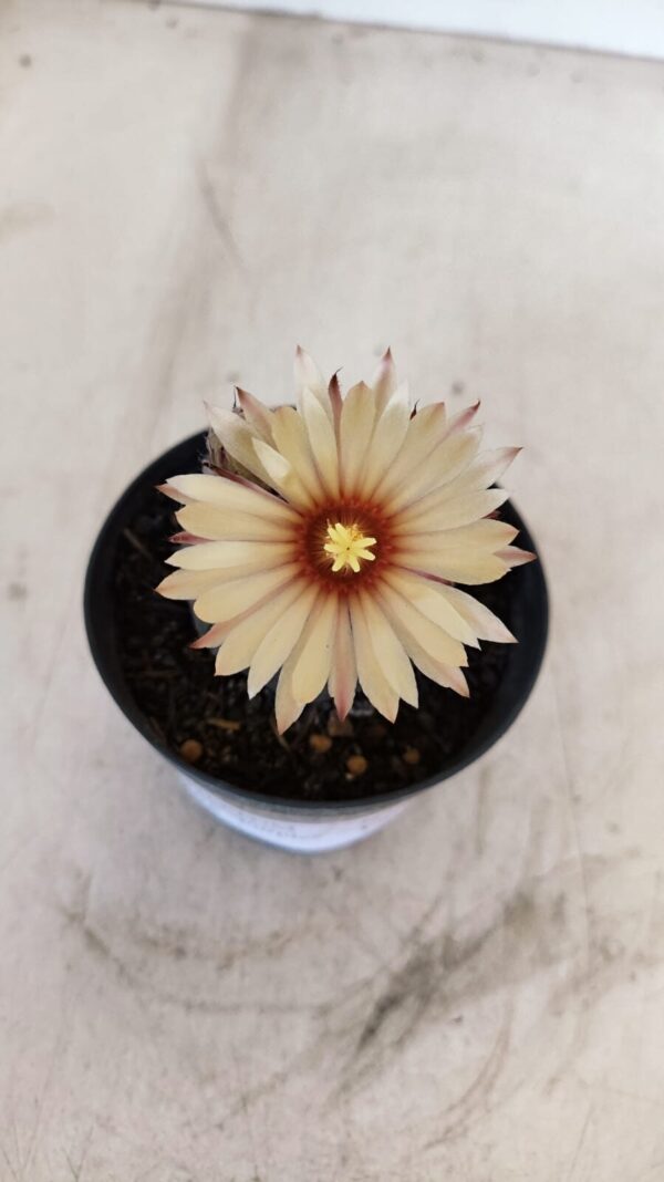 ASTROPHYTUM ASTERIAS “Purple AKABANA”  Nº 982 – vaso 09 - Imagem 3