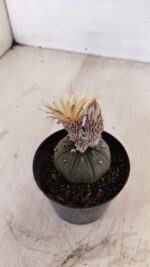 ASTROPHYTUM ASTERIAS “Purple AKABANA”  Nº 982 – vaso 09 - Imagem 6