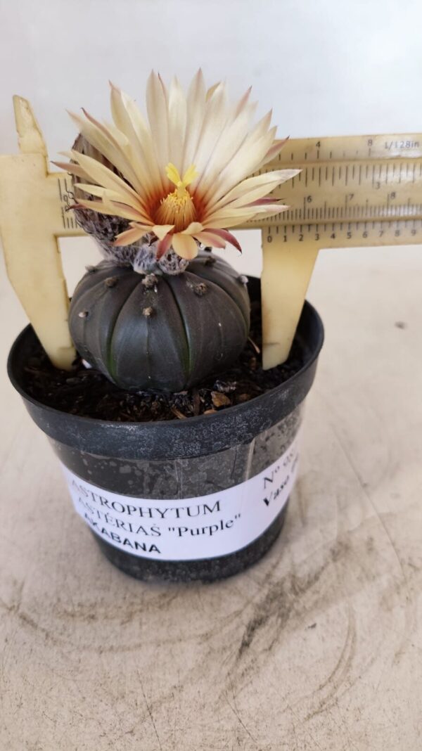ASTROPHYTUM ASTERIAS “Purple AKABANA”  Nº 982 – vaso 09 - Imagem 1