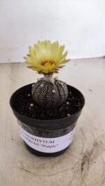 ASTROPHYTUM ASTERIAS “Purple”  Nº 984 – vaso 09 - Imagem 2