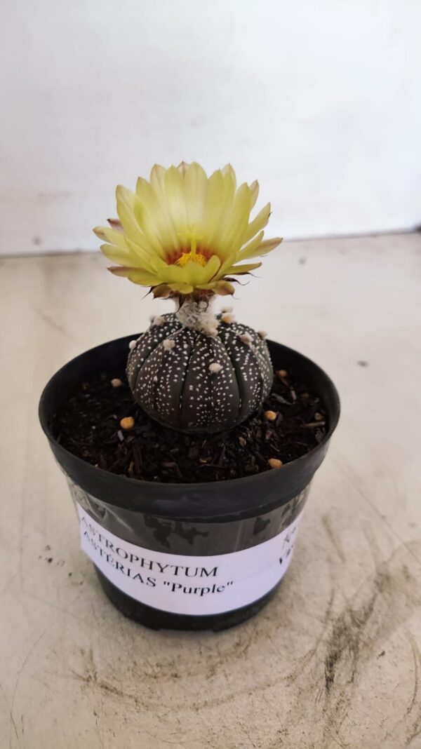 ASTROPHYTUM ASTERIAS “Purple”  Nº 984 – vaso 09 - Imagem 2