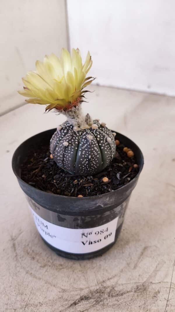 ASTROPHYTUM ASTERIAS “Purple”  Nº 984 – vaso 09 - Imagem 7