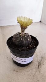 ASTROPHYTUM ASTERIAS “Purple”  Nº 985 – vaso 09 - Imagem 2