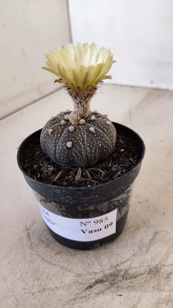 ASTROPHYTUM ASTERIAS “Purple”  Nº 985 – vaso 09 - Imagem 6
