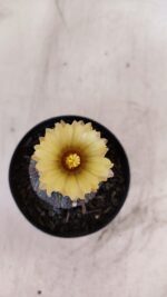 ASTROPHYTUM ASTERIAS “Purple”  Nº 985 – vaso 09 - Imagem 3