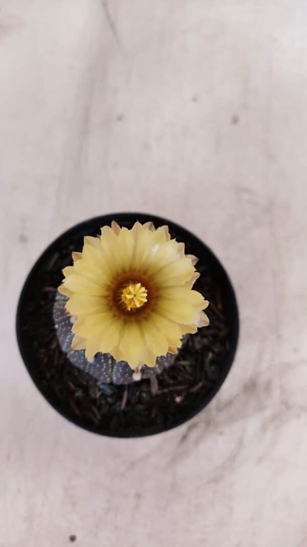 ASTROPHYTUM ASTERIAS “Purple”  Nº 985 – vaso 09 - Imagem 3