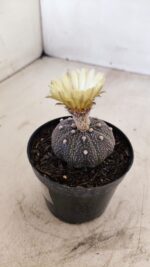 ASTROPHYTUM ASTERIAS “Purple”  Nº 985 – vaso 09 - Imagem 7