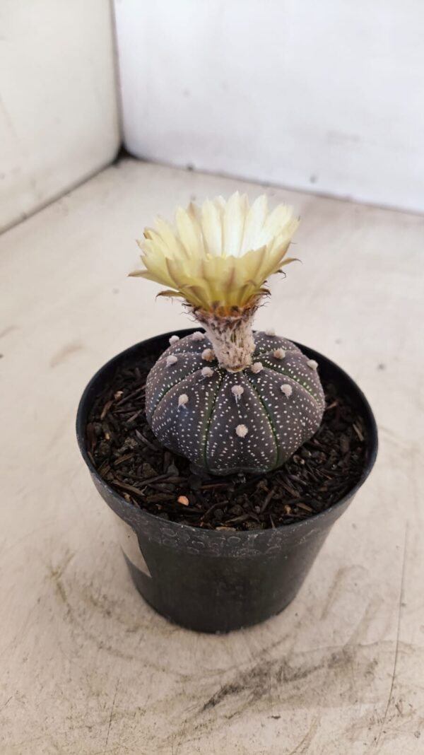 ASTROPHYTUM ASTERIAS “Purple”  Nº 985 – vaso 09 - Imagem 7