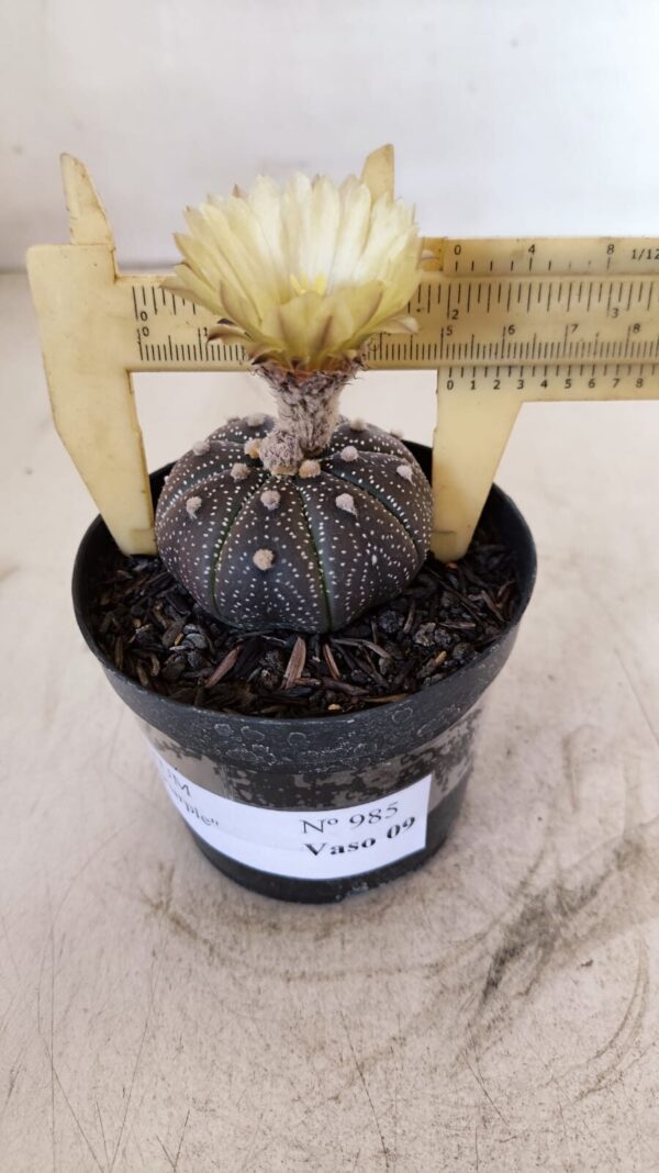 ASTROPHYTUM ASTERIAS “Purple”  Nº 985 – vaso 09 - Imagem 1