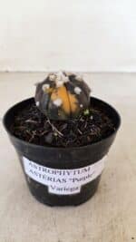 ASTROPHYTUM ASTERIAS “Purple - VARIEGATA” Nº 955 – vaso 09 - Imagem 2