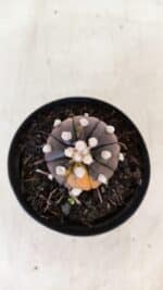 ASTROPHYTUM ASTERIAS “Purple - VARIEGATA” Nº 955 – vaso 09 - Imagem 3