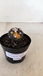 ASTROPHYTUM ASTERIAS “Purple - VARIEGATA” Nº 955 – vaso 09 - Imagem 9