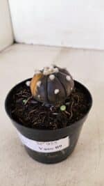 ASTROPHYTUM ASTERIAS “Purple - VARIEGATA” Nº 955 – vaso 09 - Imagem 8