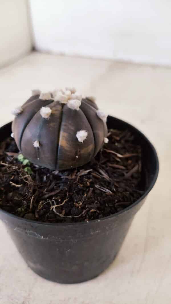 ASTROPHYTUM ASTERIAS “Purple - VARIEGATA”  Nº 955 – vaso 09 - Imagem 7