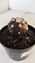 ASTROPHYTUM ASTERIAS “Purple - VARIEGATA” Nº 955 – vaso 09 - Imagem 6