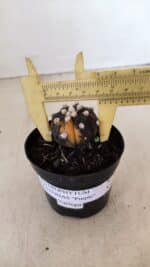 ASTROPHYTUM ASTERIAS “Purple - VARIEGATA” Nº 955 – vaso 09