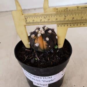 ASTROPHYTUM ASTERIAS “Purple - VARIEGATA” Nº 955 – vaso 09