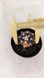 ASTROPHYTUM ASTERIAS “Purple - VARIEGATA” Nº 955 – vaso 09 - Imagem 5