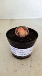 ASTROPHYTUM ASTERIAS “Purple STAR SHAPE - VARIEGATA” Nº 960 – vaso 09 - Imagem 2
