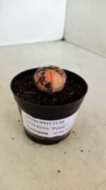 ASTROPHYTUM ASTERIAS “Purple STAR SHAPE - VARIEGATA” Nº 960 – vaso 09 - Imagem 10