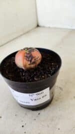 ASTROPHYTUM ASTERIAS “Purple STAR SHAPE - VARIEGATA” Nº 960 – vaso 09 - Imagem 9