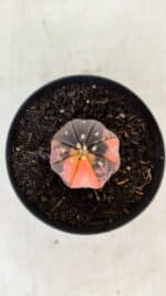 ASTROPHYTUM ASTERIAS “Purple STAR SHAPE - VARIEGATA” Nº 960 – vaso 09 - Imagem 3