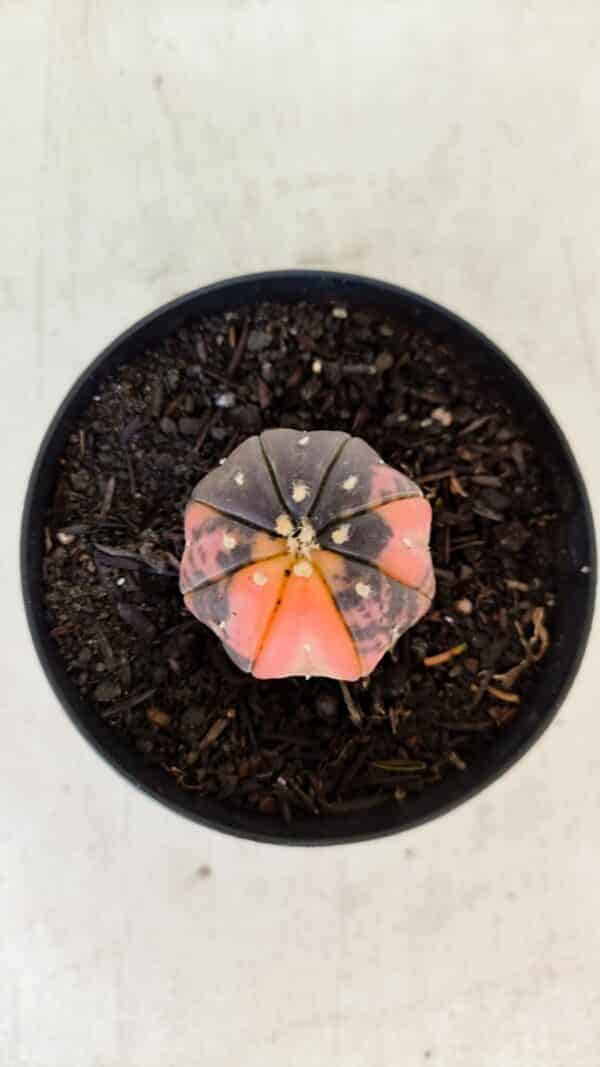 ASTROPHYTUM ASTERIAS “Purple STAR SHAPE - VARIEGATA”  Nº 960 – vaso 09 - Imagem 3