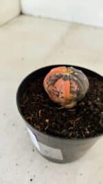 ASTROPHYTUM ASTERIAS “Purple STAR SHAPE - VARIEGATA” Nº 960 – vaso 09 - Imagem 8