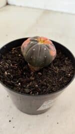 ASTROPHYTUM ASTERIAS “Purple STAR SHAPE - VARIEGATA” Nº 960 – vaso 09 - Imagem 7
