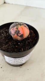 ASTROPHYTUM ASTERIAS “Purple STAR SHAPE - VARIEGATA” Nº 960 – vaso 09 - Imagem 6