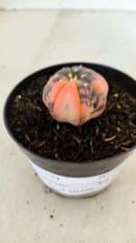 ASTROPHYTUM ASTERIAS “Purple STAR SHAPE - VARIEGATA” Nº 960 – vaso 09 - Imagem 5