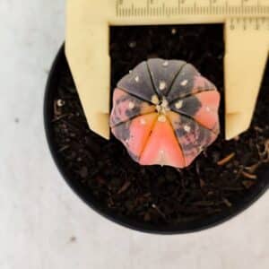 ASTROPHYTUM ASTERIAS “Purple STAR SHAPE - VARIEGATA” Nº 960 – vaso 09